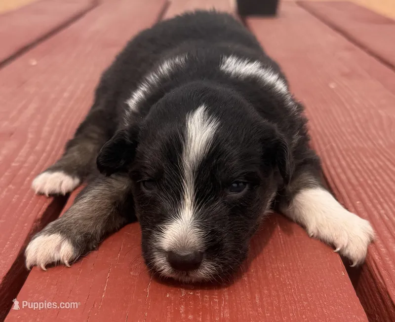 PB2 – Border Collie puppy for sale in Castle Rock, CO