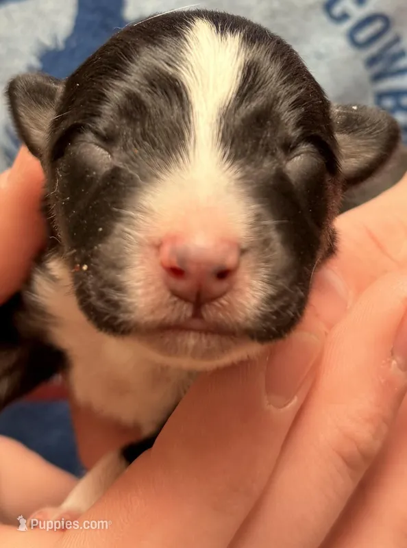 PB2 – Border Collie puppy for sale in Castle Rock, CO