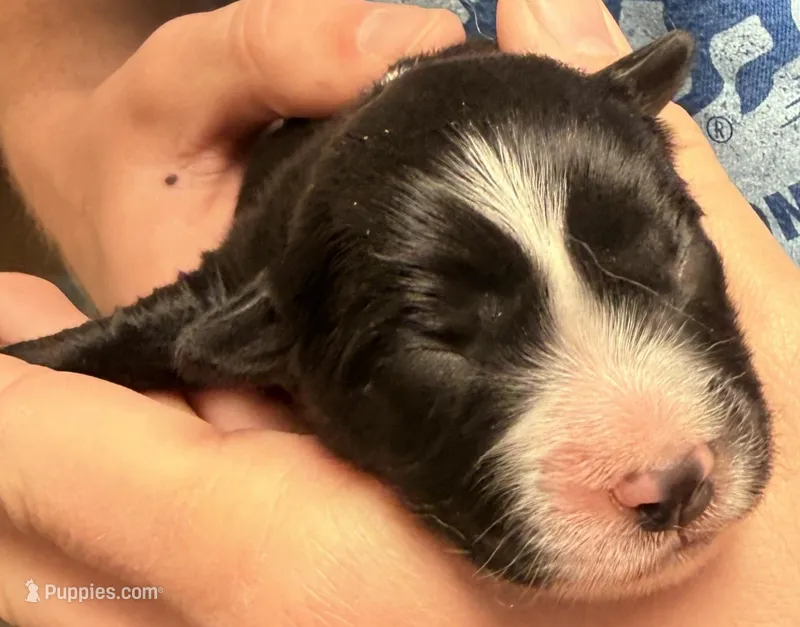PB5 – Border Collie puppy for sale in Castle Rock, CO