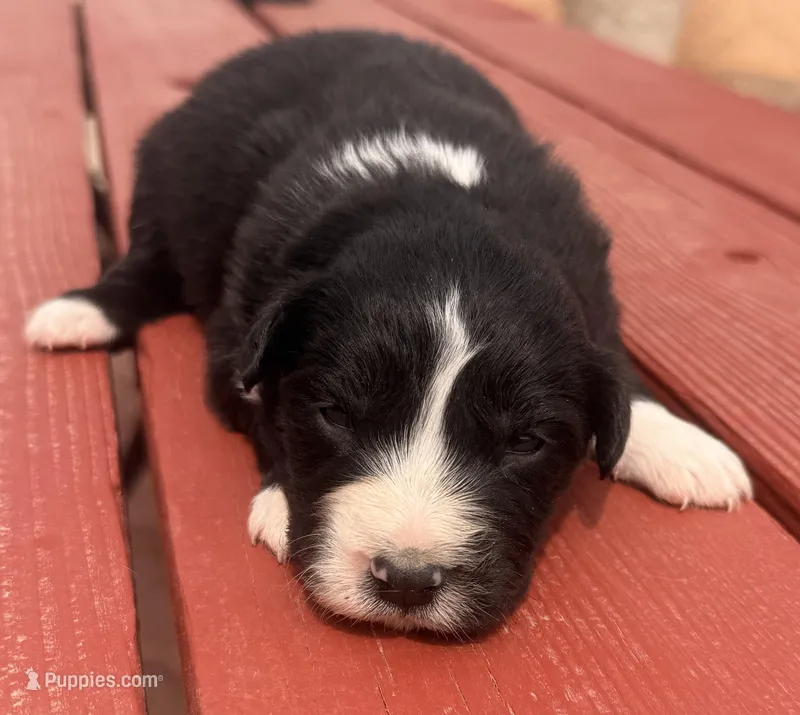 PB5 – Border Collie puppy for sale in Castle Rock, CO