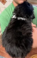 Hank Williams - PB5, a male Border Collie for sale in Castle Rock, CO – 2 of 10