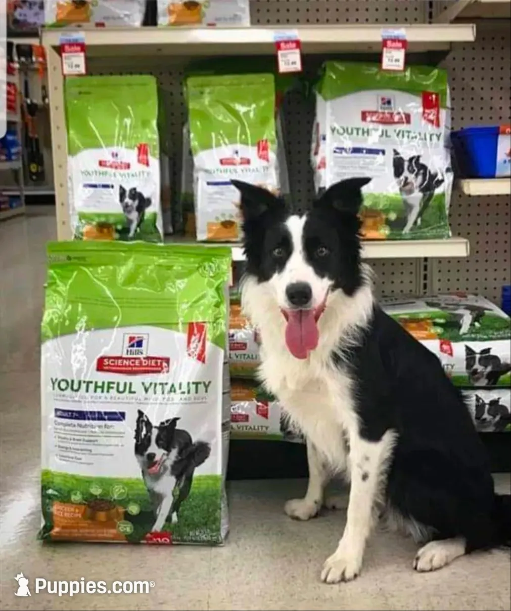 Brax - SB2, a male Border Collie for sale in Castle Rock, CO – 9 of 10
