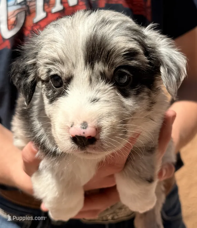 Merle Haggard - PB1 – Border Collie puppy on hold in Castle Rock, CO