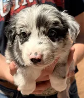Merle Haggard - PB1, a male Border Collie for sale in Castle Rock, CO – 1 of 10