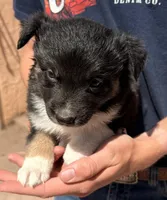 Doc Holiday - PB6, a male Border Collie for sale in Castle Rock, CO – 1 of 10