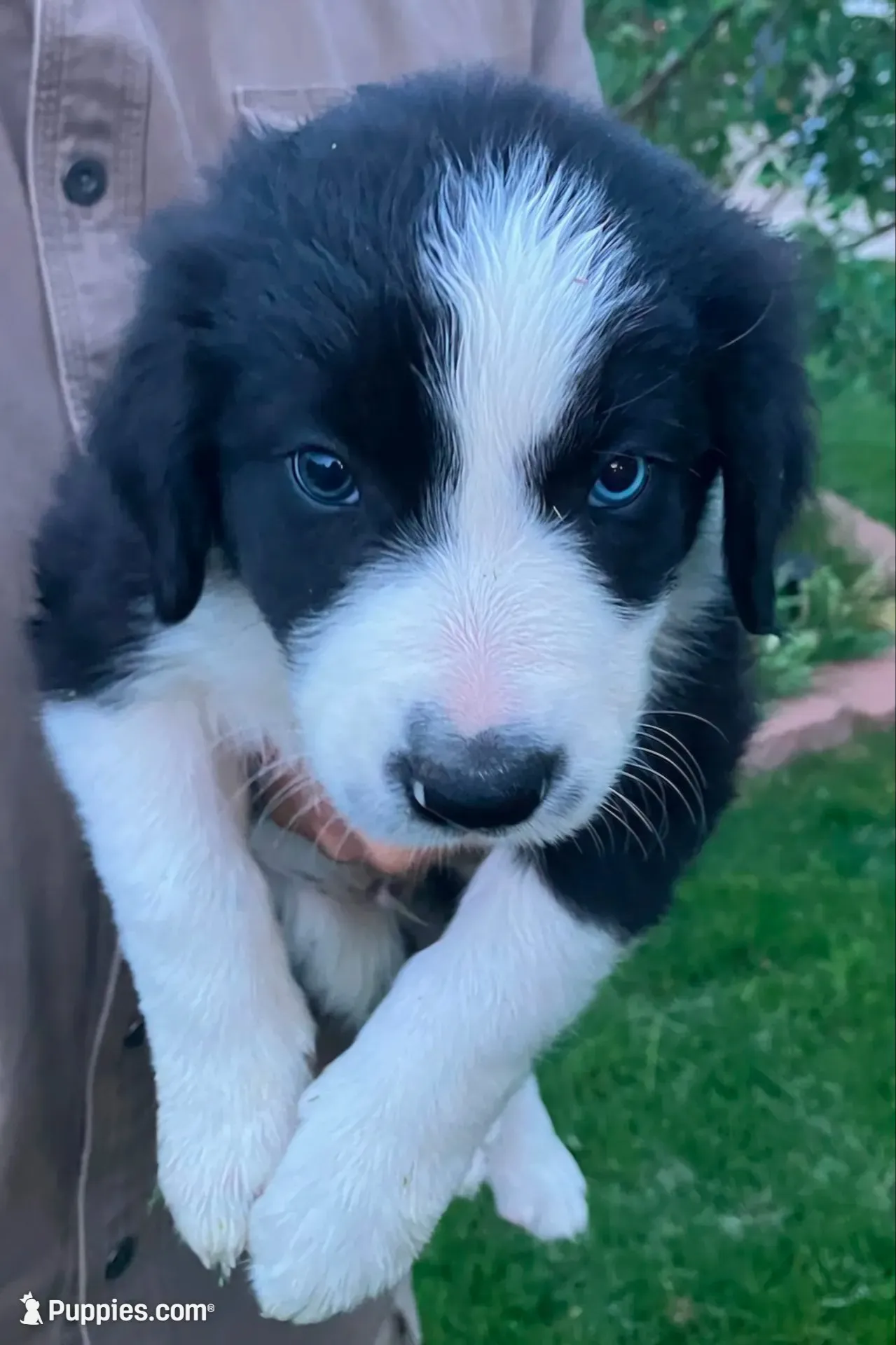 Brax - SB2, a male Border Collie for sale in Castle Rock, CO – 1 of 10