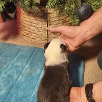 MB3, a male Border Collie for sale in Castle Rock, CO – Photo 2 of 10