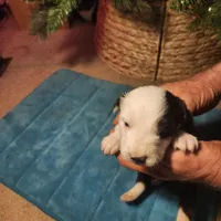 MB3, a male Border Collie for sale in Castle Rock, CO – Photo 1 of 10