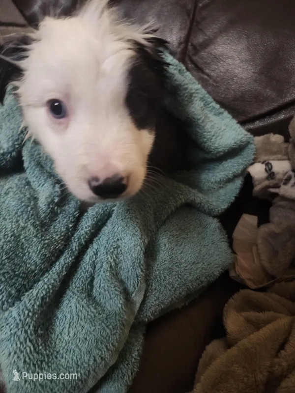 MB3 – Border Collie puppy on hold in Castle Rock, CO