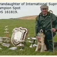 MB3, a male Border Collie for sale in Castle Rock, CO – Photo 7 of 10