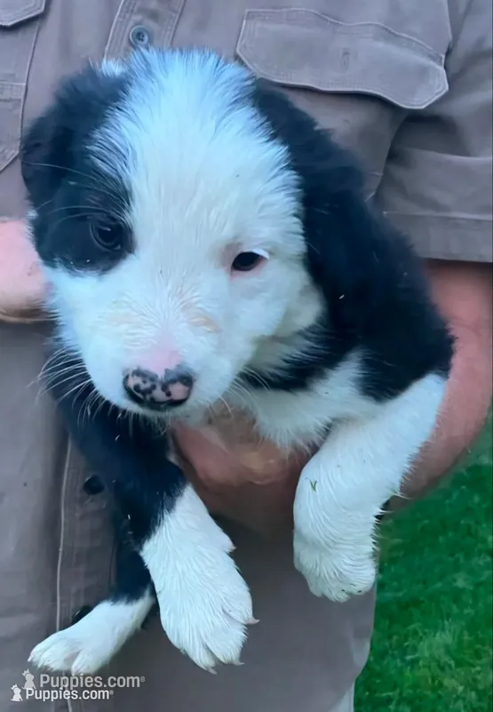 Atka - SB1 – Border Collie puppy for sale in Castle Rock, CO