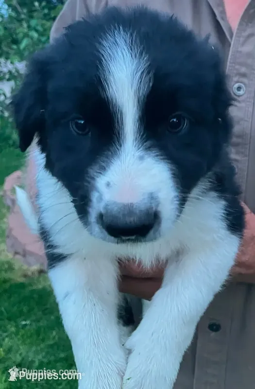 Caius - SB3 – Border Collie puppy for sale in Castle Rock, CO