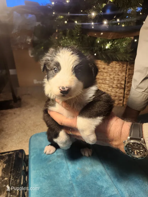 BM1 – Border Collie puppy for sale in Castle Rock, CO