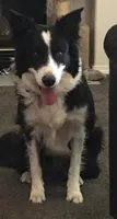 BM1, a male Border Collie for sale in Castle Rock, CO – Photo 3 of 10