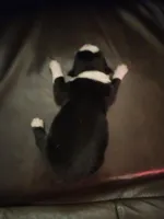 BM1, a male Border Collie for sale in Castle Rock, CO – Photo 2 of 10