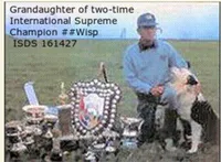 BM1, a male Border Collie for sale in Castle Rock, CO – Photo 10 of 10