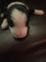 BM1, a male Border Collie for sale in Castle Rock, CO – Photo 1 of 10