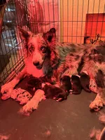 PB1, a male Border Collie for sale in Castle Rock, CO – Photo 1 of 10