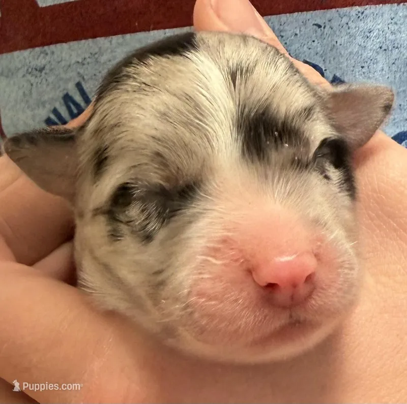 PB1 – Border Collie puppy for sale in Castle Rock, CO