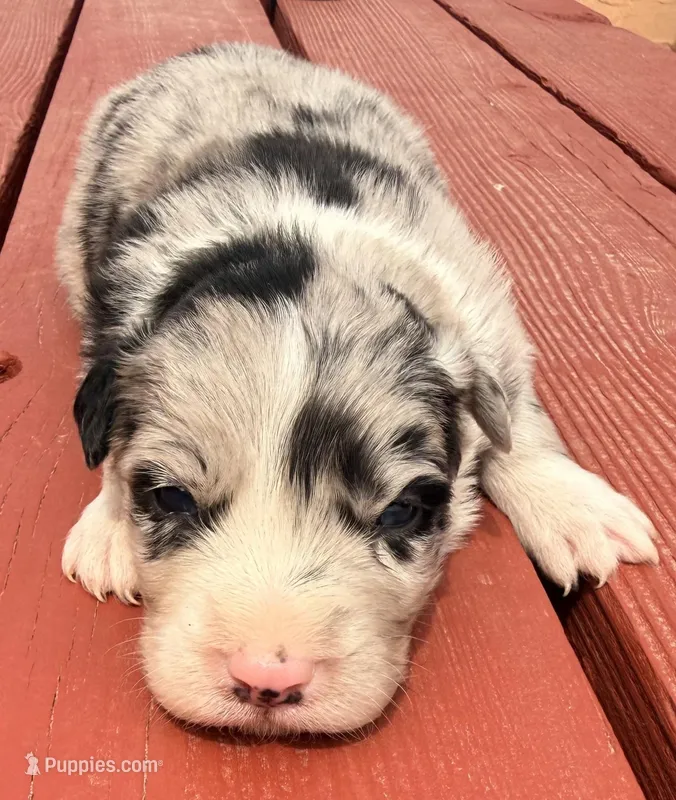 PB1 – Border Collie puppy for sale in Castle Rock, CO