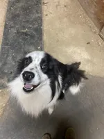 PB1, a male Border Collie for sale in Castle Rock, CO – Photo 3 of 10