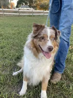 Wyatt Earp - PB4, a male Border Collie for sale in Castle Rock, CO – 5 of 10