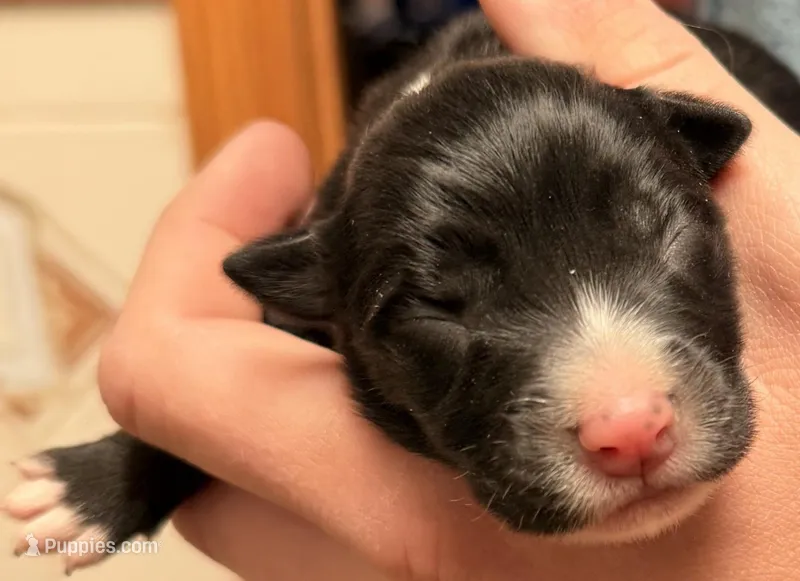 PB4 – Border Collie puppy for sale in Castle Rock, CO