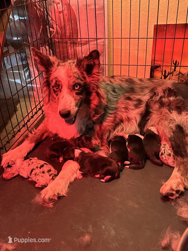 PB4 – Border Collie puppy for sale in Castle Rock, CO