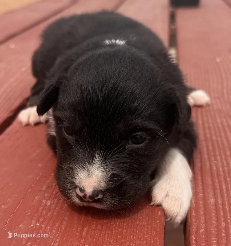 PB4 – Border Collie puppy for sale in Castle Rock, CO