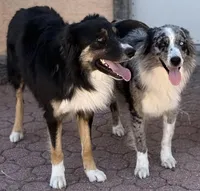 Wyatt Earp - PB4, a male Border Collie for sale in Castle Rock, CO – 3 of 10