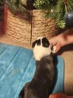 MG3, a female Border Collie for sale in Castle Rock, CO – Photo 2 of 10