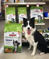 MG3, a female Border Collie for sale in Castle Rock, CO – Photo 6 of 10