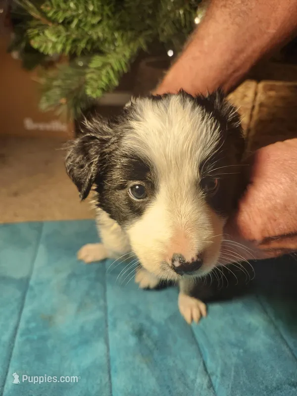 MG3 – Border Collie puppy for sale in Castle Rock, CO