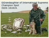 MG3, a female Border Collie for sale in Castle Rock, CO – Photo 7 of 10