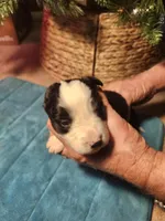 MG3, a female Border Collie for sale in Castle Rock, CO – Photo 1 of 10