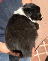 June Carter - PG2, a female Border Collie for sale in Castle Rock, CO – 2 of 10