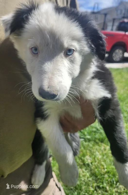 MG1 – Border Collie puppy for sale in Castle Rock, CO
