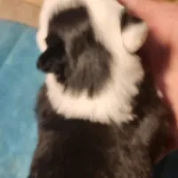 MG1, a female Border Collie for sale in Castle Rock, CO – Photo 2 of 10