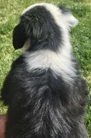 MG1, a female Border Collie for sale in Castle Rock, CO – Photo 2 of 10