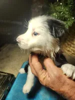 MG1, a female Border Collie for sale in Castle Rock, CO – Photo 1 of 10