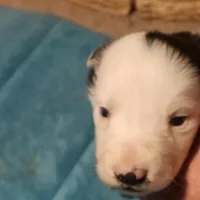 MG1, a female Border Collie for sale in Castle Rock, CO – Photo 1 of 10