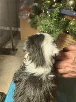 MG1, a female Border Collie for sale in Castle Rock, CO – Photo 2 of 10