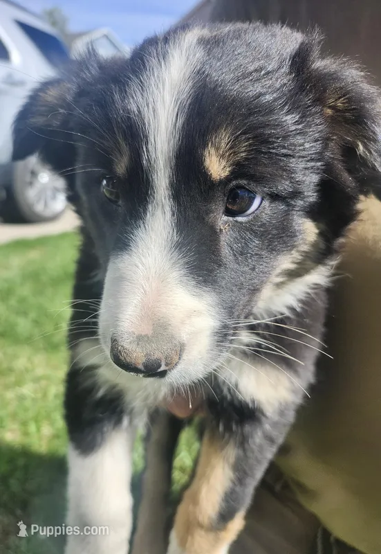 BF2 – Border Collie puppy for sale in Castle Rock, CO