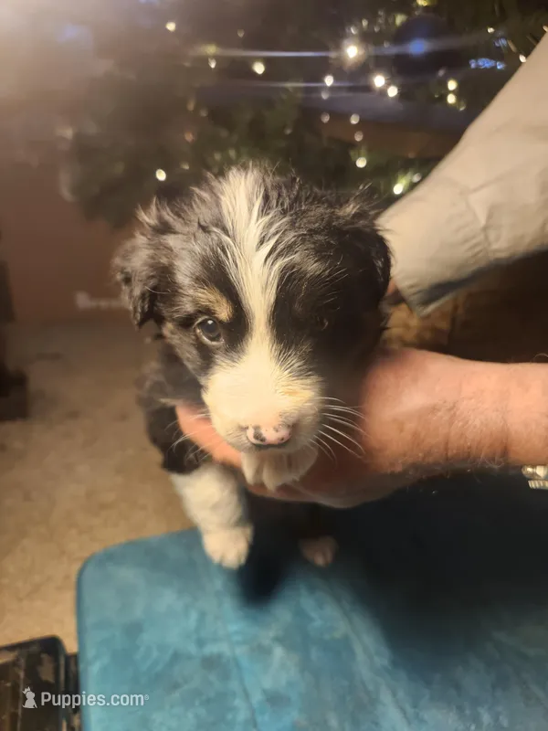 BF2 – Border Collie puppy for sale in Castle Rock, CO