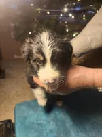 BF2, a female Border Collie for sale in Castle Rock, CO – Photo 1 of 10