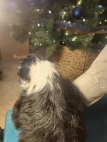 BF2, a female Border Collie for sale in Castle Rock, CO – Photo 2 of 10