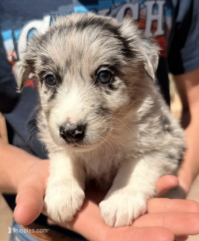 Dolly Parton - PG1 – Border Collie puppy on hold in Castle Rock, CO