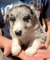 Dolly Parton - PG1, a female Border Collie for sale in Castle Rock, CO – 1 of 10