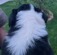 Enna - SG1, a female Border Collie for sale in Castle Rock, CO – 2 of 10