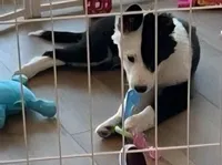 Maggie - MG4, a female Border Collie for sale in Castle Rock, CO – 1 of 10